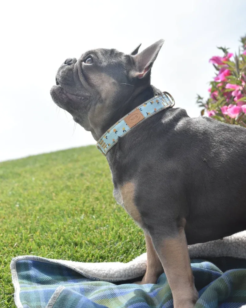 Clementine Dog Collar (Made in the USA) - Image 2