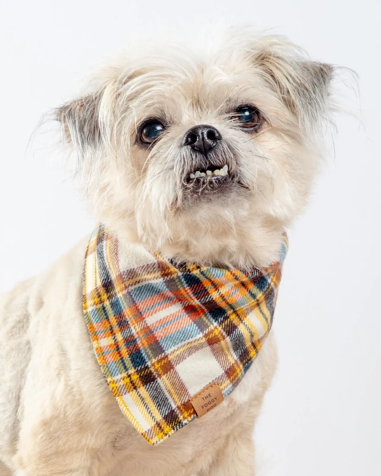 Cornucopia Flannel Fall Dog Bandana (Made in the USA) (FINAL SALE)