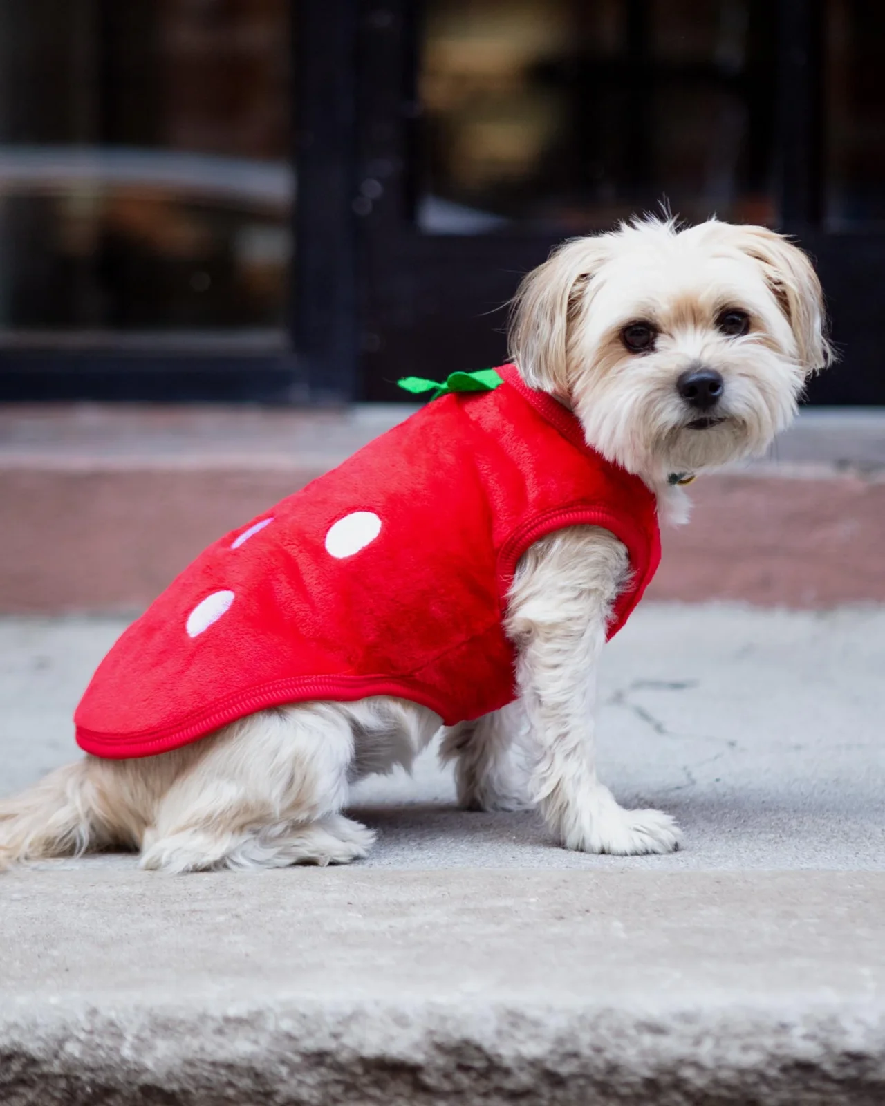 Fleece Sweet Strawberry Dog Pullover
