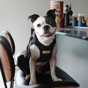 Comfort Dog Harness in Black