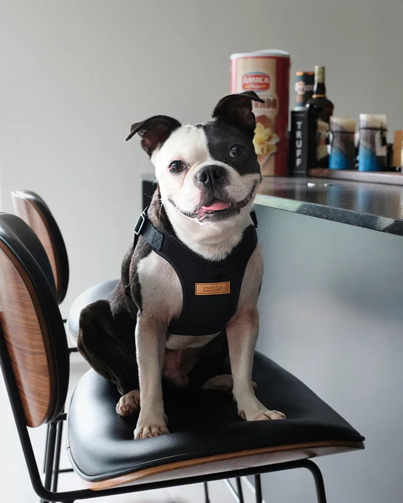 Comfort Dog Harness in Black