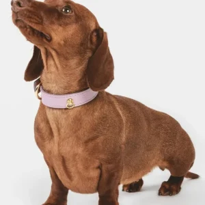 Small Dog Collar in Lavender Leather (Made in Italy)