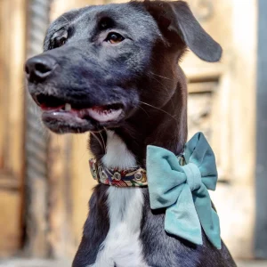 Sage Velvet Lady Dog Bow (Made in the USA)