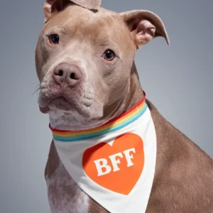 BFF Dog Bandana