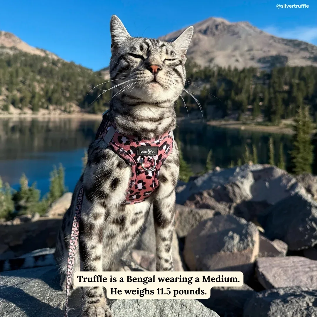 Wild Side Step-in Cat Harness - Image 2