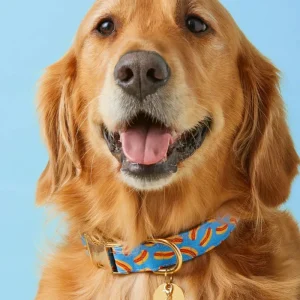 Hot Diggity Dog Collar