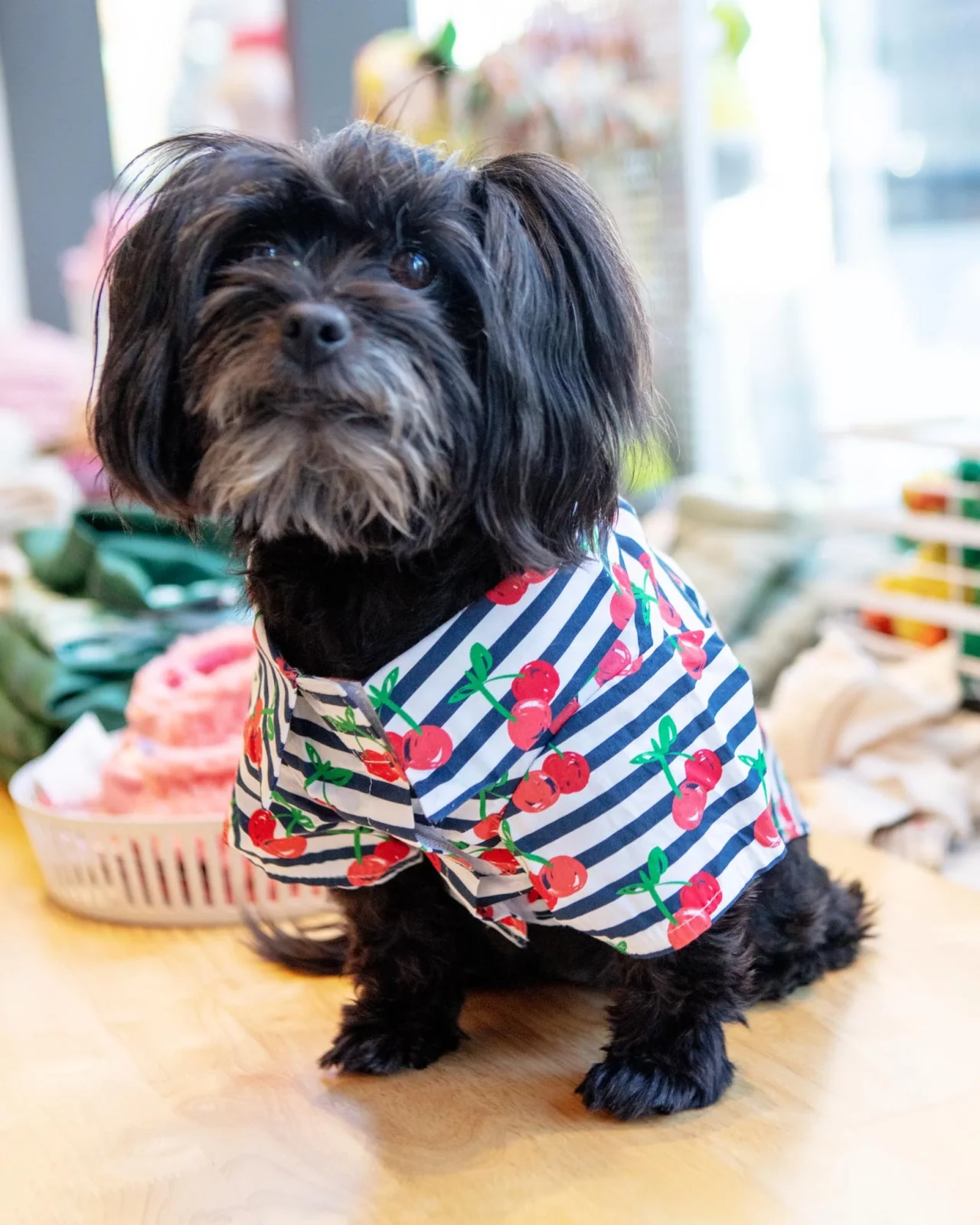 Cheerful Cherries Collared Dog Shirt (SIDEWALK SALE)