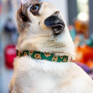 Pretzel Party Dog Collar (Made in the USA)