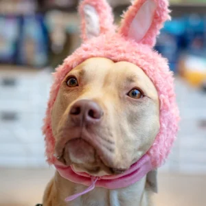 Bunny Ears Hat for Dogs & Cats
