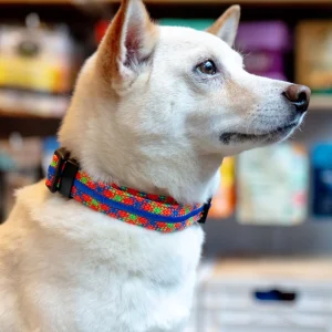 Adventure Dog Collar in Daybreak (Made in the USA)
