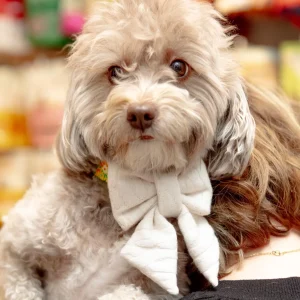 Cream Dog Sailor Bow-Tie