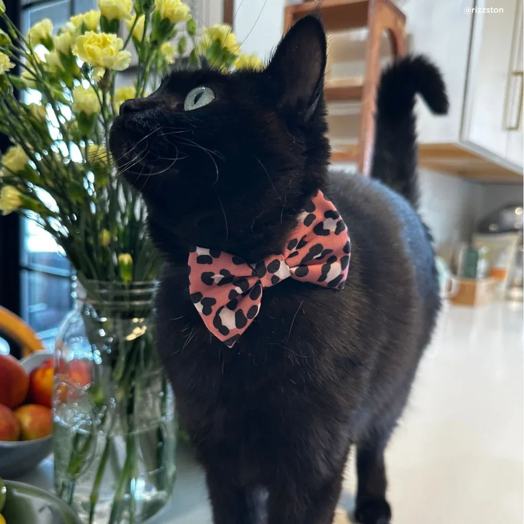 Wild Side Cat (& Small Dog) Bow Tie - Image 2