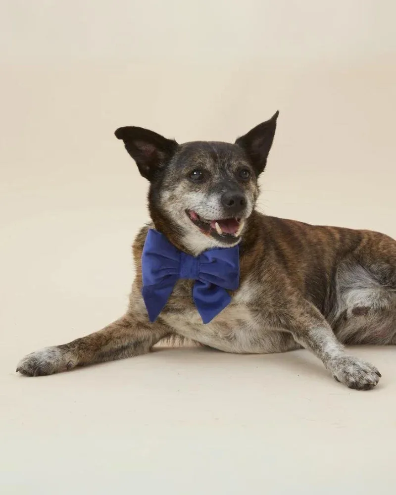 Navy Velvet Dog Lady Bow (Made in the USA) (FINAL SALE) - Image 2