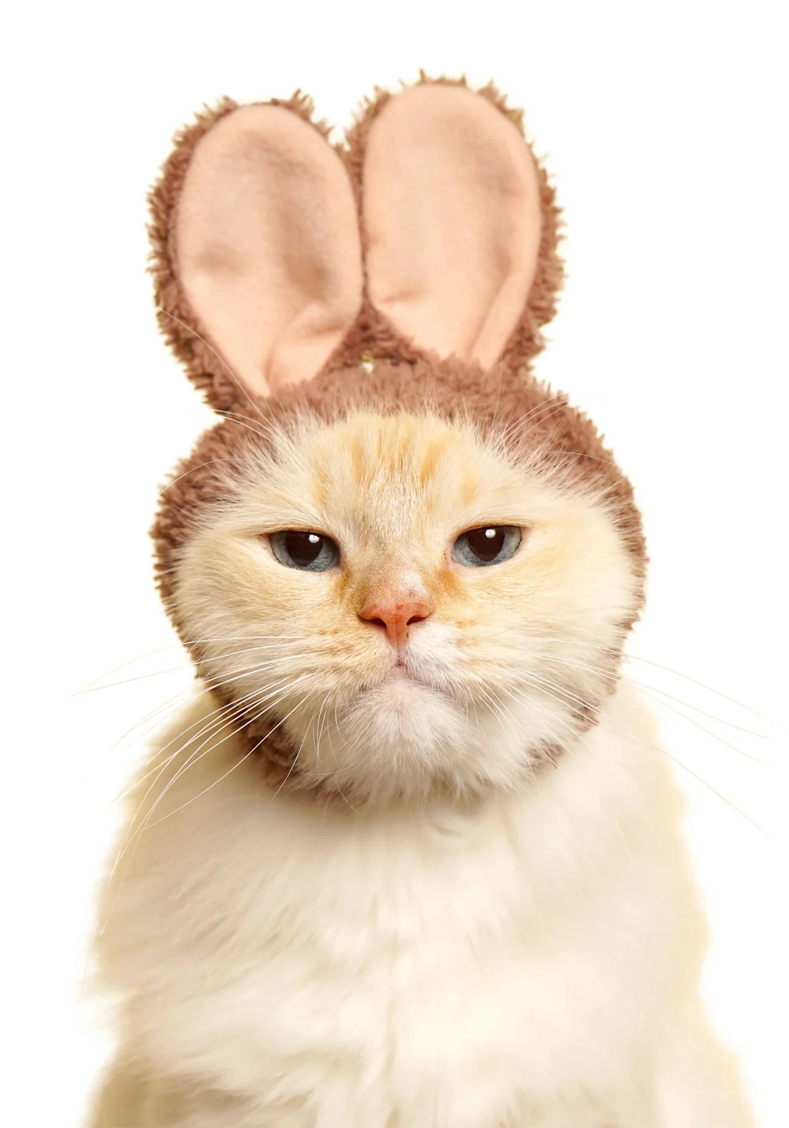 Rabbit Cap for Cats (Surprise Box) - Image 2