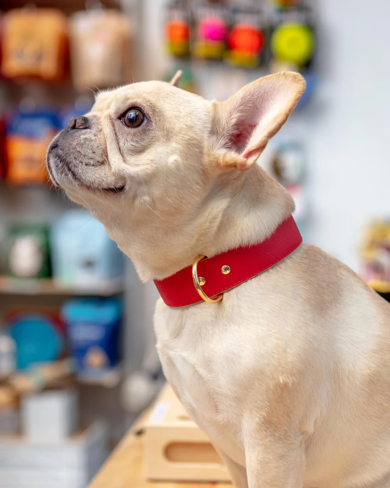 Moni Dog Collar in Red Leather (Made in Italy) (FINAL SALE)