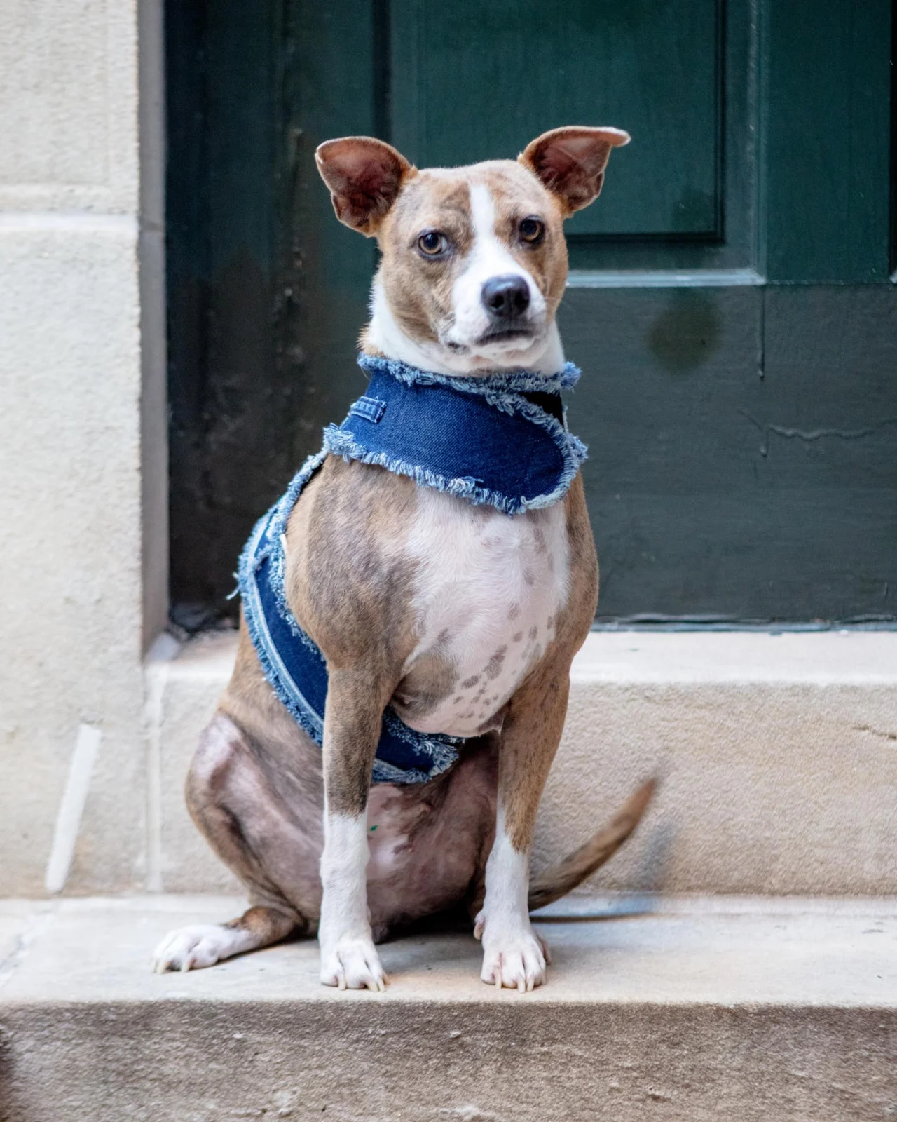 Denim Patchwork Dog Harness (Made in the USA) (Dog & Co. Exclusive) - Image 2