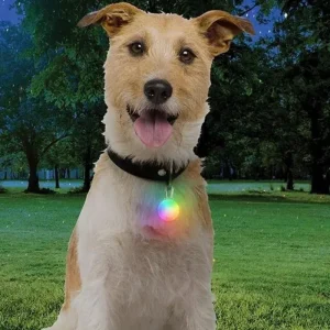 Rechargeable Dog Collar Light in Disc-O-Tech