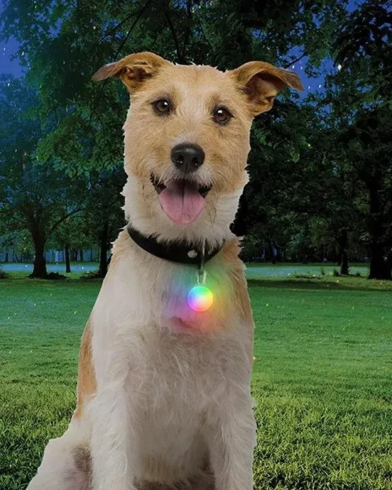 Rechargeable Dog Collar Light in Disc-O-Tech