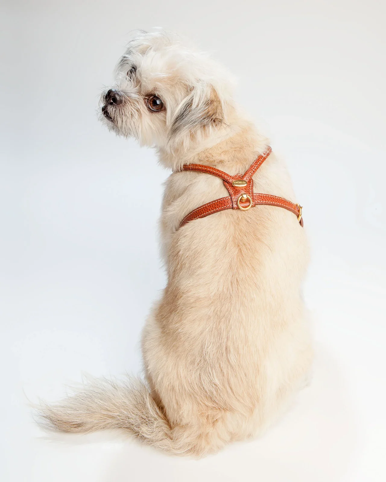 Italian Leather Dog Harness in Luggage Brown