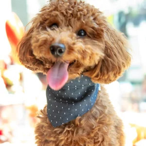 Denim Polka Dot Bandana (FINAL SALE)