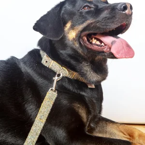 Eriskay Tweed Collar + Leash Set (Made in the UK)
