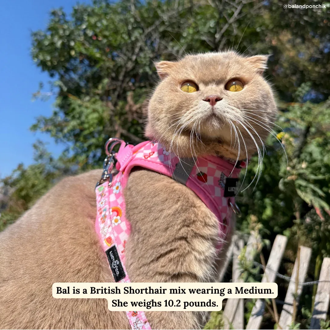 Cutie Patootie Step-in Cat Harness - Image 2