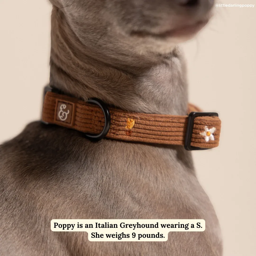 Chocolate Meadows Corduroy Collar - Image 2