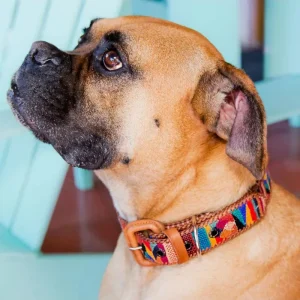 Woven & Leather Dog Collar