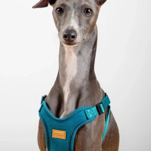 Comfort Dog Harness in Teal