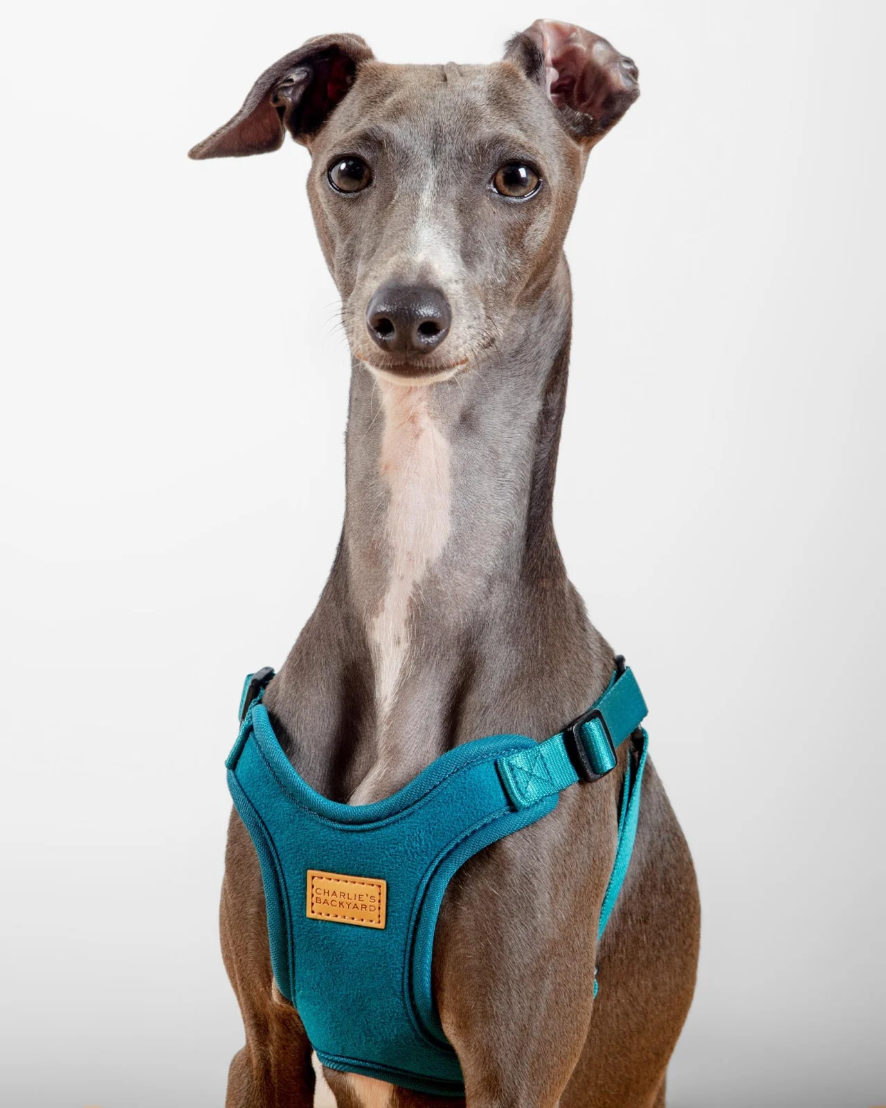 Comfort Dog Harness in Teal