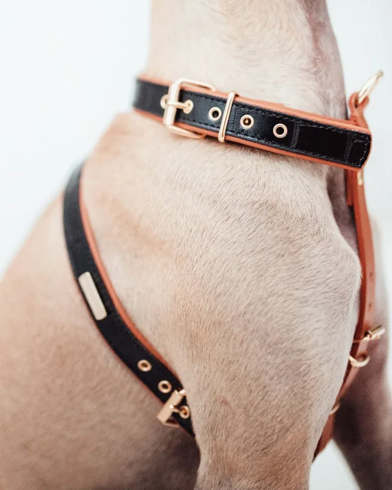 Lia Leather Dog Harness in Black Croco (Made in Italy) (FINAL SALE) - Image 2