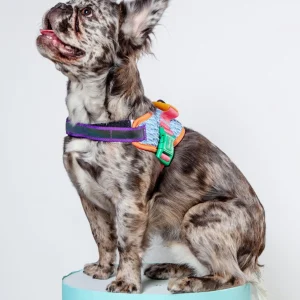Flyharness in Galaxy for Dogs (FINAL SALE)