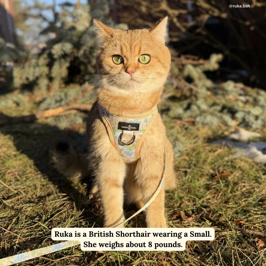 Sunshine and Daffodils Step-in Cat Harness - Image 2