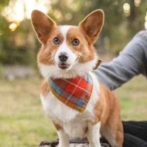 Buchanan Plaid Dog Bandana (Made in the USA)