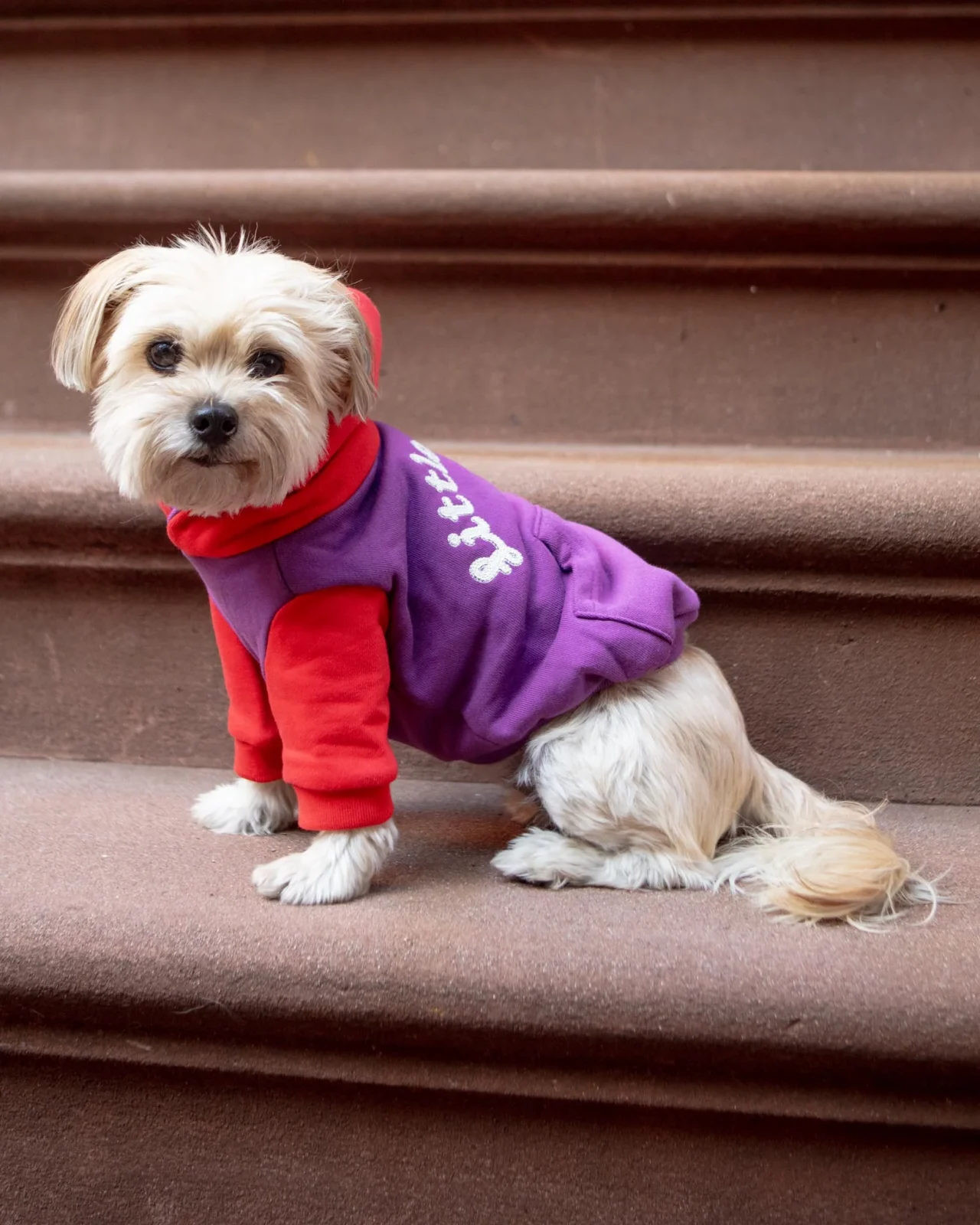 The Little Beast Hoodie for Dogs
