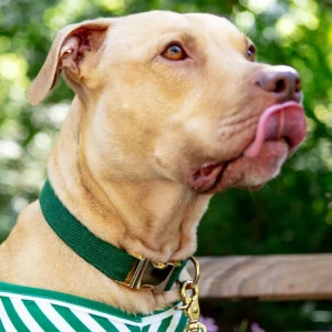Evergreen Herringbone Dog Collar (Made in the USA)