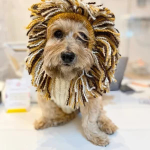 Lion Hand-Knit Dog Sweater (DOG & CO. Exclusive) (FINAL SALE)