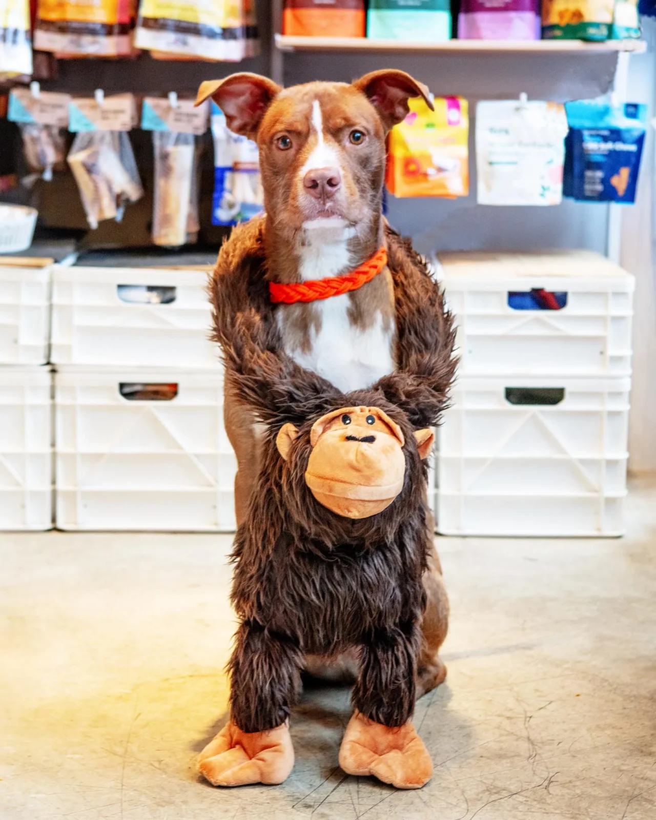 Gorilla Lou Plush Squeaky Dog Toy (33")