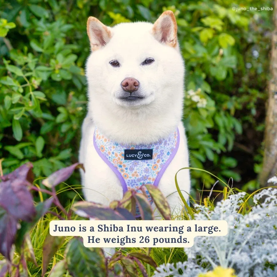 Among the Wildflowers Reversible Harness - Image 2