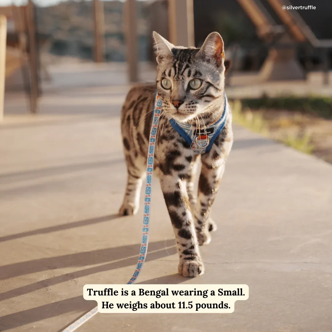 Tinned Fish Cat Leash - Image 2