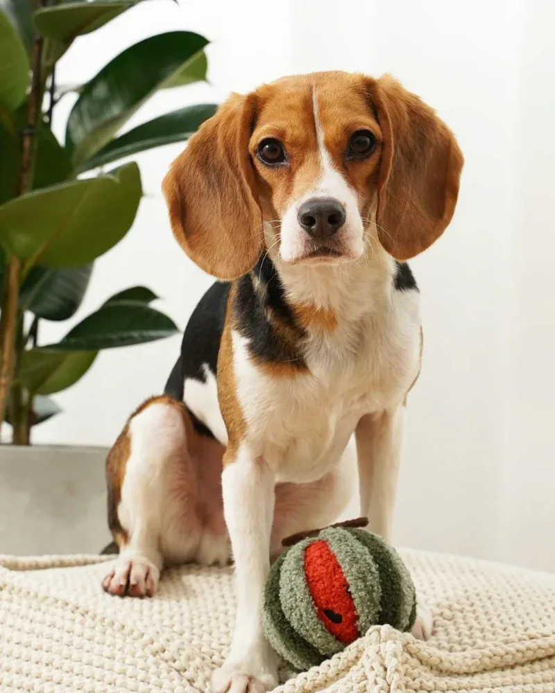 Watermelon Pop Snuffle Squeaky Plush Toy for Dogs - Image 2