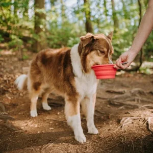 Silicone Collapsible Dog Bowls