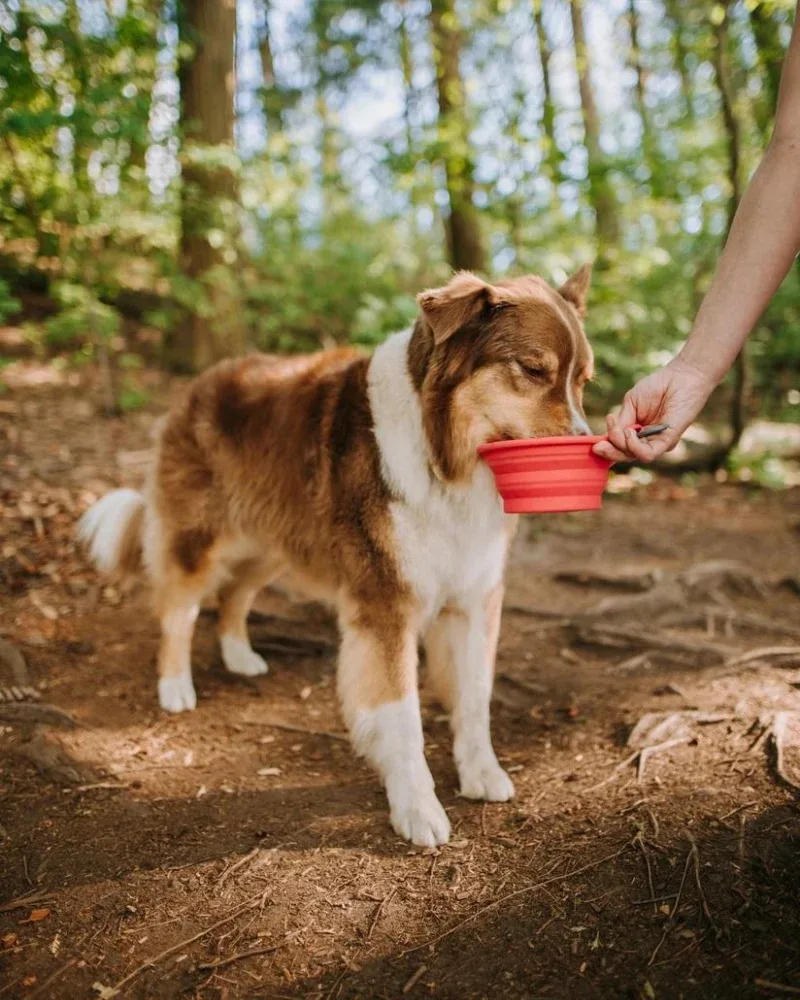 Silicone Collapsible Dog Bowls