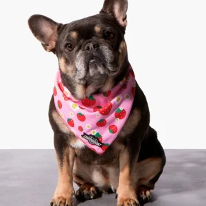 Strawberry Dog Cooling Bandana (FINAL SALE)