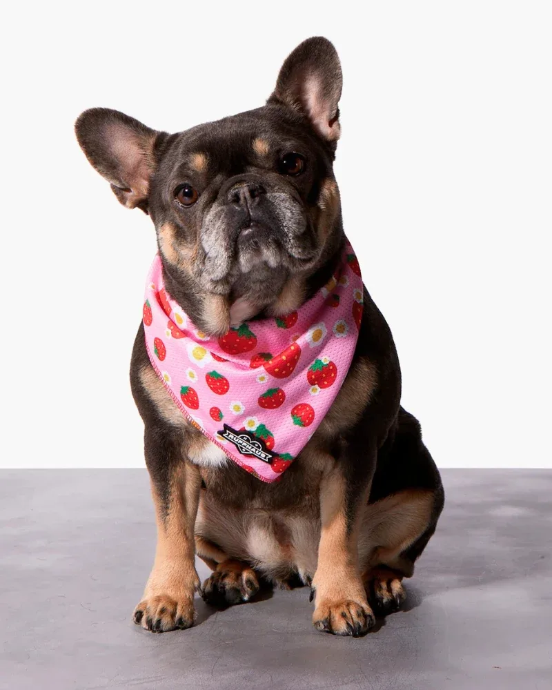 Strawberry Dog Cooling Bandana (FINAL SALE)
