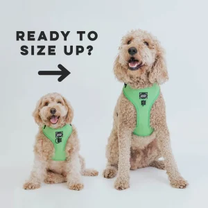 Pup Up! Program