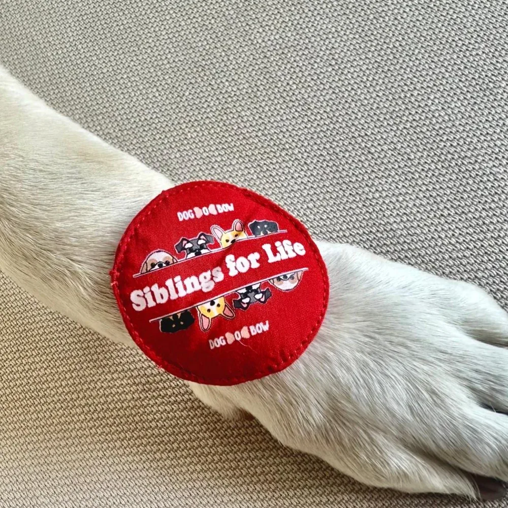 Raksha Bandhan Siblings for Life Rakhi for Dogs & Cats by Dogobow