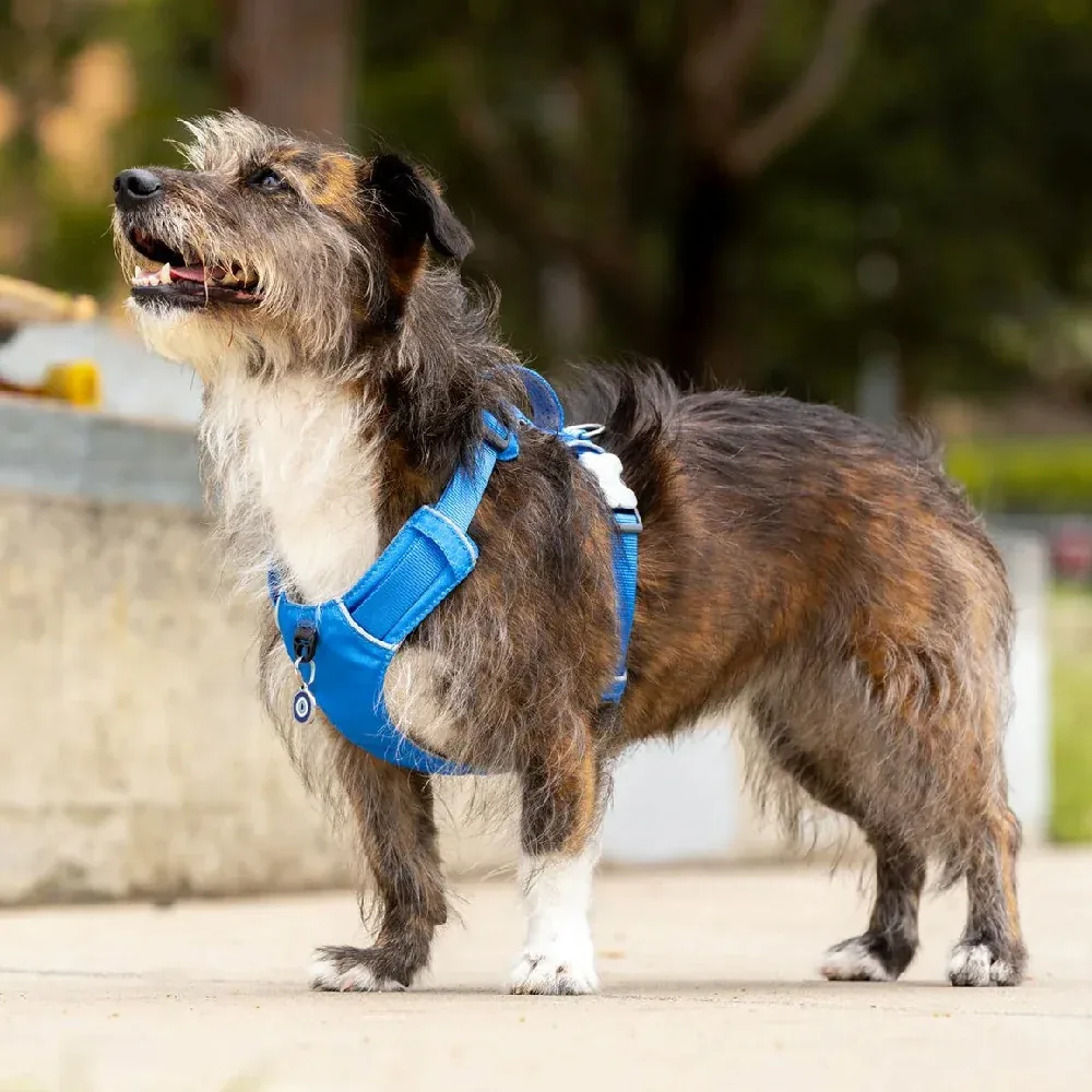 Red Dingo Sport Harness for Dogs (Electric Blue) - Image 2