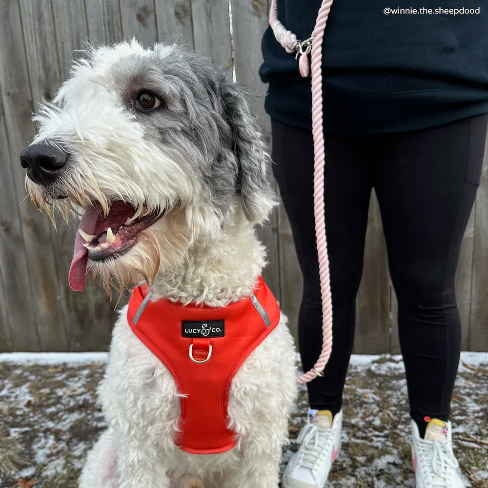 Rosewater Hands-Free Rope Leash - Image 2