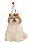 Rubies Boy Paw Print B'Day Hat S-M